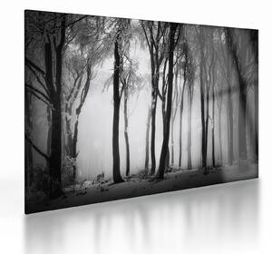 Skleněný obraz - Vlk v temném lese (70x50 cm)