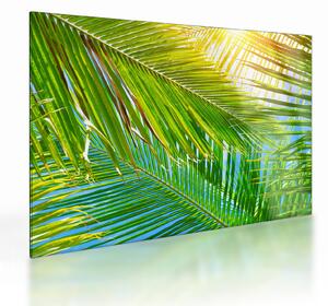 Skleněný obraz - Palmové listy (70x50 cm)