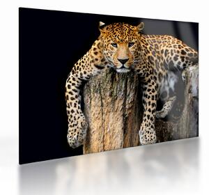 Skleněný obraz - Gepard (70x50 cm)
