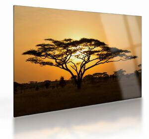 Skleněný obraz - Africká savana (70x50 cm)