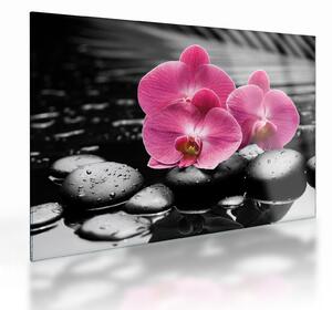 Skleněný obraz - Růžové orchideje (70x50 cm)
