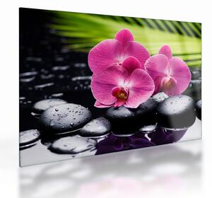 Skleněný obraz - Růžové orchideje s palmovým listem (70x50 cm)