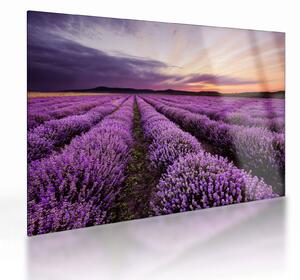 Skleněný obraz - Levandulové pole při západu slunce (70x50 cm)
