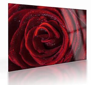 Skleněný obraz - Červená růže s kapkami rosy (70x50 cm)