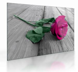 Skleněný obraz - Růžová růže se zeleným stonkem (70x50 cm)