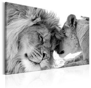 Obraz - Lion's Love