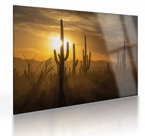 Skleněný obraz - Kaktusy Saguaro (70x50 cm)