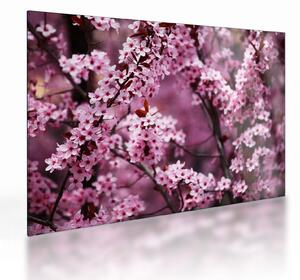 Skleněný obraz - Růžová sakura (70x50 cm)