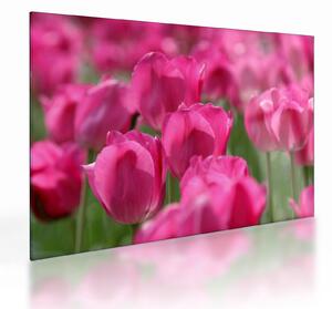 Skleněný obraz - Růžové tulipány (70x50 cm)
