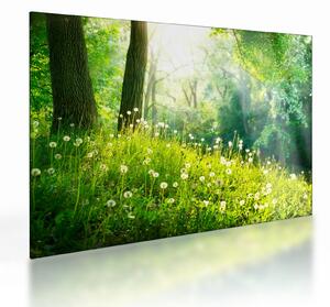 Skleněný obraz - Magická louka plná pampelišek (70x50 cm)