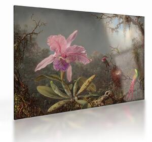 Skleněný obraz - Martin Johnson Heade, Cattleya Orchid and Three Hummingbirds, reprodukce (70x50 cm)