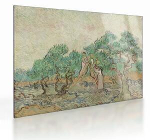 Skleněný obraz - Vincent van Gogh, The Olive Orchard, reprodukce (70x50 cm)