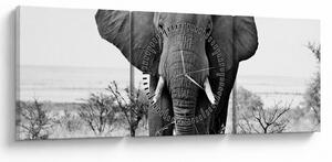 Obraz - Slon africký II. (s hodinami) (90x30 cm)
