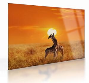 Skleněný obraz - Žirafy v národním parku Serengeti (70x50 cm)