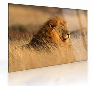 Skleněný obraz - Národní park Etosha (70x50 cm)