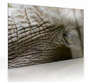 Skleněný obraz - Detailní fotografie starého sloního oka (70x50 cm)