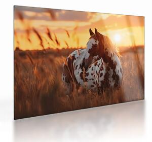 Skleněný obraz - Kůň při západu slunce (70x50 cm)