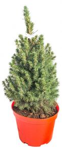 Smrk sivý Conica, Picea glauca, kontejnerovaný stromek, vysoký 50 - 60 cm