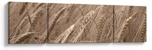 Obraz - Zlaté pole (170x50 cm)