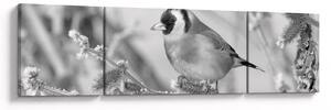Obraz - Ptáček v zimě (170x50 cm)