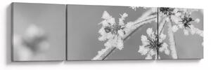 Obraz - Zmrzlá rostlina (170x50 cm)