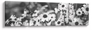 Obraz - Kopretiny (170x50 cm)