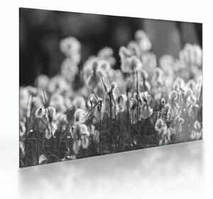 Skleněný obraz - Letní louka (70x50 cm)