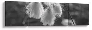 Obraz - Cottongrass (170x50 cm)
