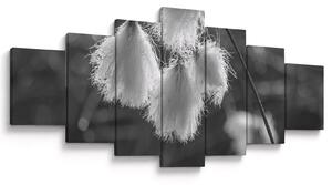 Obraz - Cottongrass (210x100 cm)