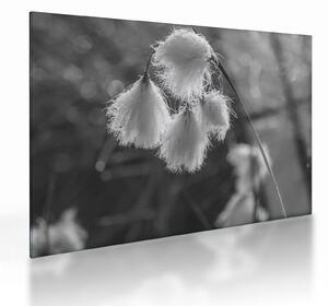 Skleněný obraz - Cottongrass (70x50 cm)