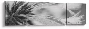 Obraz - Pampeliška (170x50 cm)