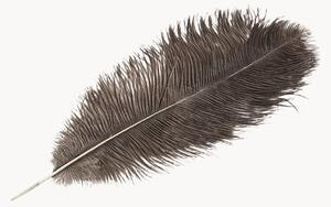 Dekorace Feather