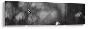 Obraz - Luční tráva (170x50 cm)