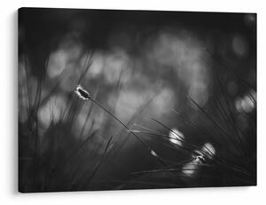 Obraz - Luční tráva (70x50 cm)