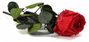 Verdissimo Stabilizovaná věčná růže se stonkem - červená