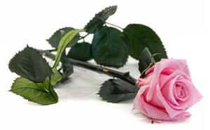 Verdissimo Stabilizovaná věčná růže se stonkem v dárkové krabičce - světle růžová