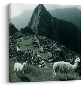 Obraz - Lamy na Machu Picchu v Peru (30x30 cm)