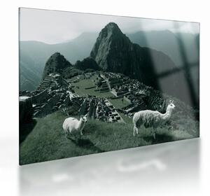 Skleněný obraz - Lamy na Machu Picchu v Peru (70x50 cm)