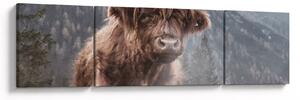 Obraz - Highlander kráva (170x50 cm)