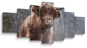 Obraz - Highlander kráva (210x100 cm)