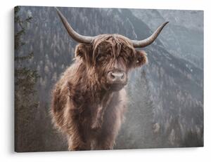 Obraz - Highlander kráva (70x50 cm)