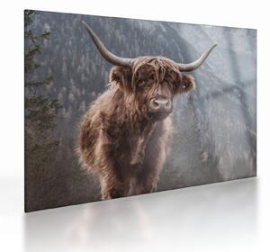 Skleněný obraz - Highlander kráva (70x50 cm)