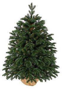 Vánoční stromek v květináči 3D Jedle Půvabná 100cm
