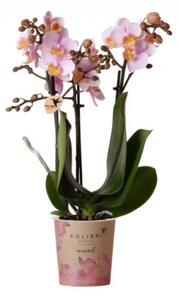 Orchidej Můrovec, Phalaenopsis Kolibri Andorra, 2 výhony, světle růžová