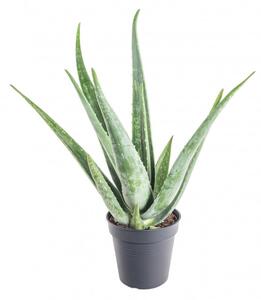 Aloe pravá, Aloe Vera, průměr květináče 13 - 15 cm