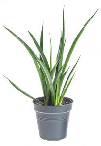 Tenura páskatá, Sansevieria kirkii, průměr květináče 12 cm