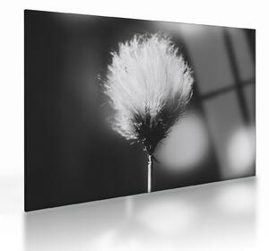 Skleněný obraz - Černobílý cottongrass (70x50 cm)