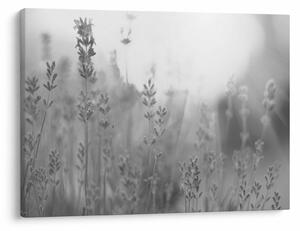 Obraz - Levandule (70x50 cm)