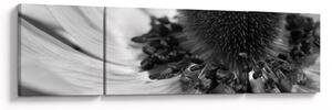 Obraz - Květina v černobílé (170x50 cm)