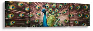 Obraz - Páv (170x50 cm)